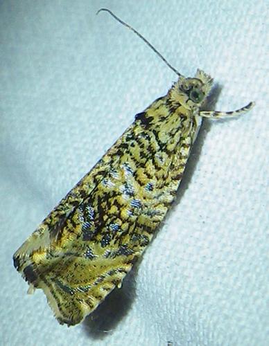 Réf. 185 648 : Celypha lacunana